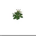 Vibrant Yellow Flowers With Lush Green Leaves Growing On Healthy Garden Plant