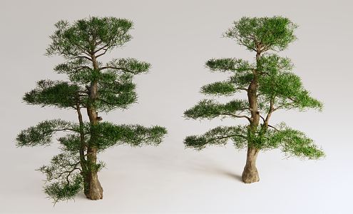 New Chinese Pine Luo Han Pine 3d model