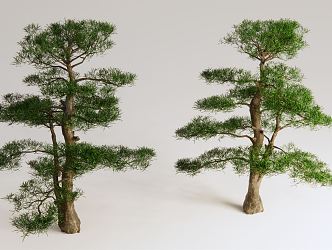 New Chinese Pine Luo Han Pine 3d model