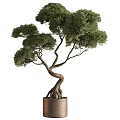 Bonsai Tree With Twisted Trunk Lush Green Foliage And Exposed Roots In Metal Pot