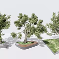 Tree Pit with Different Designs and Lush Green Trees in Concrete Brick Grass Landscape