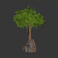 Lush Green Leafy Tree With Hanging Vines And Exposed Roots On Gray Rock