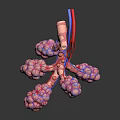 Detailed 3D Anatomical Organ Model With Vascular Structure For Medical Teaching