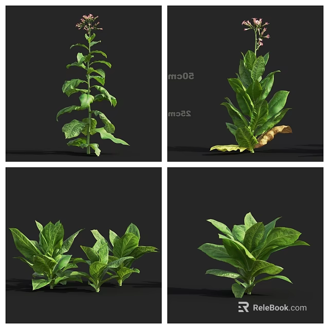Collection of Green Leafy Plants With Various Shapes And Growth Stages 3d model 