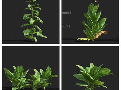 Collection of Green Leafy Plants With Various Shapes And Growth Stages 3d model