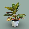 Green Tropical Plant With Large Variegated Leaves And Red Yellow Edges In Blue Textured Pot