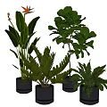 Various Types of Potted Plants with Green Leaves and Orange Flower in Black Pots