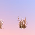 Wheat Plant And Small Shrubs With Green Leaves On Gradient Background 3d model