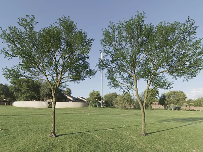 Two Healthy Trees Standing On Green Grassland With Blue Sky Background Houses And Other Trees 3d model