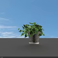 Lush Green Leaves Potted Plant With Trailing Vines In Dark Textured Pot For Decor