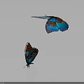 Two Vibrant Blue And Orange Butterflies Flying On Gray Background