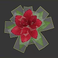 Red Poinsettia Potted Plant With Bright Green Leaves And Orange Decorative Pot