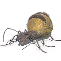 Yellow and Brown Ant With Bulbous Abdomen Detailed Legs and Natural Appearance