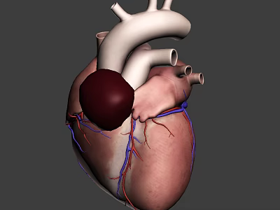 Game and Movie Character 3D Heart Model with Anatomical Vessels and Aorta Structure 3d model