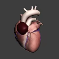Game and Movie Character 3D Heart Model with Anatomical Vessels and Aorta Structure