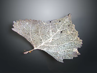 Natural Plant Leaf Showing Intricate Vein Structure On Dark Background 3d model