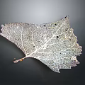 Natural Plant Leaf Showing Intricate Vein Structure On Dark Background
