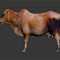3D Rendered Bull Model With Orange And Black Fur Standing On Gray Background