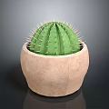 Green Cactus Plant with Spiky Thorns in Terracotta Pot on Dark Reflective Surface
