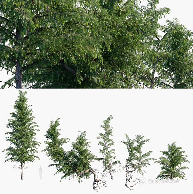 Lush Green Arbor Trees With Dense Foliage And Various Heights In Garden 3d model 