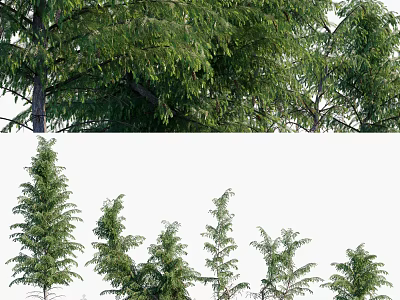 Lush Green Arbor Trees With Dense Foliage And Various Heights In Garden 3d model