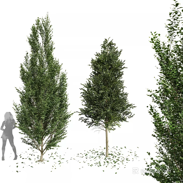Tall Arbor Trees With Lush Green Foliage And Human Silhouette For Scale 3d model 