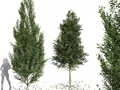Tall Arbor Trees With Lush Green Foliage And Human Silhouette For Scale 3d model