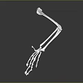 3D Rendered White Skeleton Arm And Hand With Reflection On Dark Background