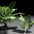 Lush Green Shrubs Featuring Long Feathery Leaves And Natural Shadows