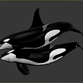 Dynamic Orca Whales Jumping In Water With Surface Reflection And Movement 3d model