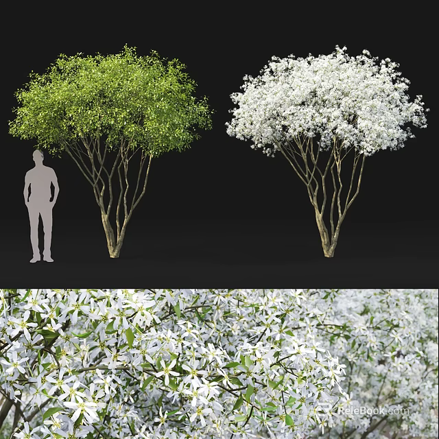 Green Leaf And White Flowering Trees With Human Silhouette For Size Reference 3d model