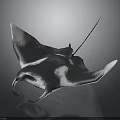 Black and White Manta Ray With Large Wings Swimming In Ocean Water