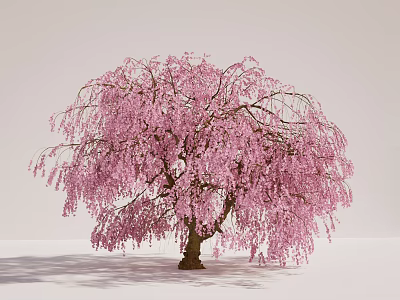 Graceful Weeping Tree with Pink Blossoms in Full Bloom and Elegant Branches 3d model