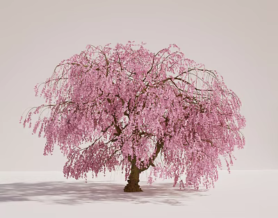 Graceful Weeping Tree with Pink Blossoms in Full Bloom and Elegant Branches 3d model