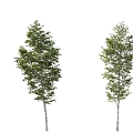 Three White Trunk Trees With Lush Green Leaves In Natural View 3d model
