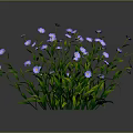 Vibrant Purple and White Flowering Plant with Green Stems Leaves against Dark Background