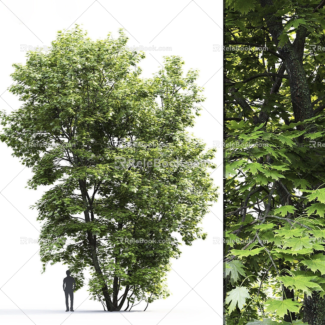 Modern Tree Maple Landscape Tree 3d model