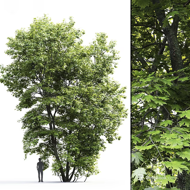 Lush Green Arbor with Dense Foliage and Strong Trunk in Natural Landscape 3d model 