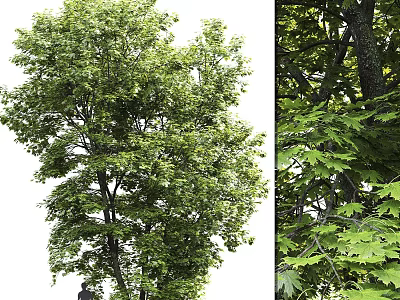 Lush Green Arbor with Dense Foliage and Strong Trunk in Natural Landscape 3d model