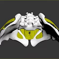 Female Pelvis 3D Medical Anatomical Model Showing Detailed Muscle Structure