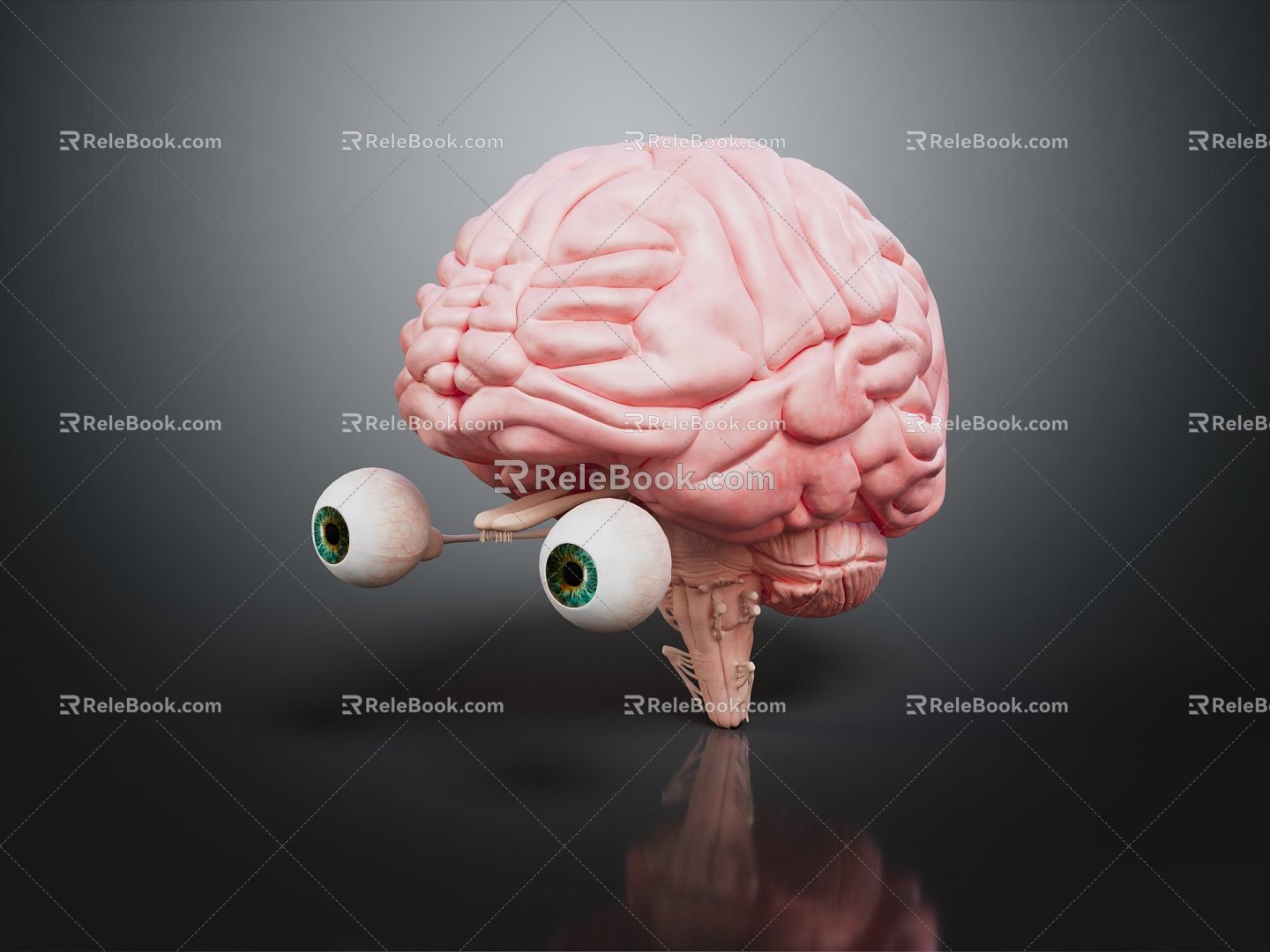 Middle Middle Meningeal Artery Middle Dural Artery in Modern Cerebral Middle Meningeal Artery 3d model