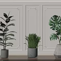 Indoor Potted Plants With Various Leaf Shapes In Stylish Planters On Decorative Wall Wooden Floor