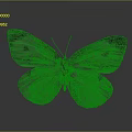 White Butterfly With Spread Wings Featuring Dark Spots And Brown Tipped Edges In Close View