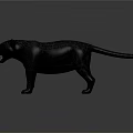 Realistic Black Panther With Open Mouth Standing On Gray Surface