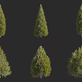 Various Evergreen Trees With Green Foliage and Varied Shapes Isolated on Black