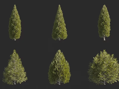 Various Evergreen Trees With Green Foliage and Varied Shapes Isolated on Black 3d model