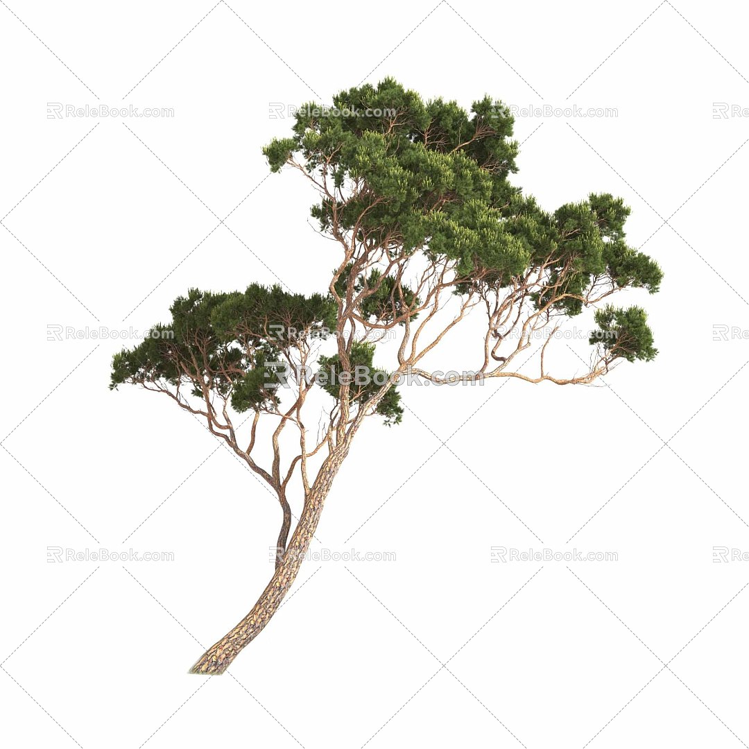 Italian Stone Pine 3d model