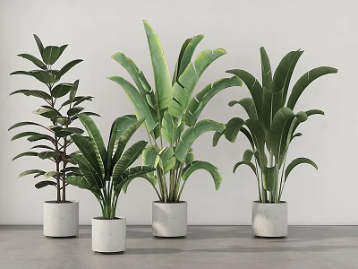 Indoor Potted Plants With Various Green Leaves In White Ceramic Pots 3d model