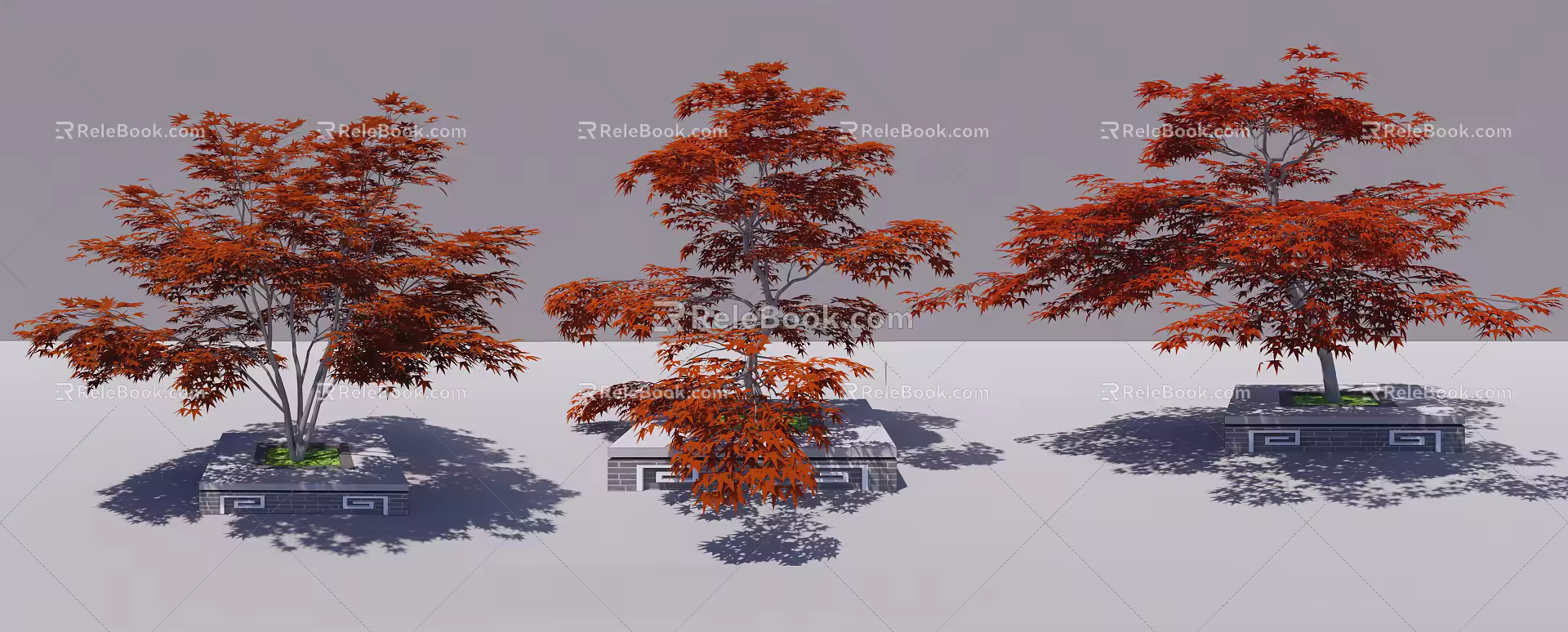 Modern Maple Red Maple 3d model