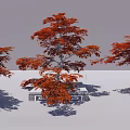 Modern Maple Red Maple 3d model